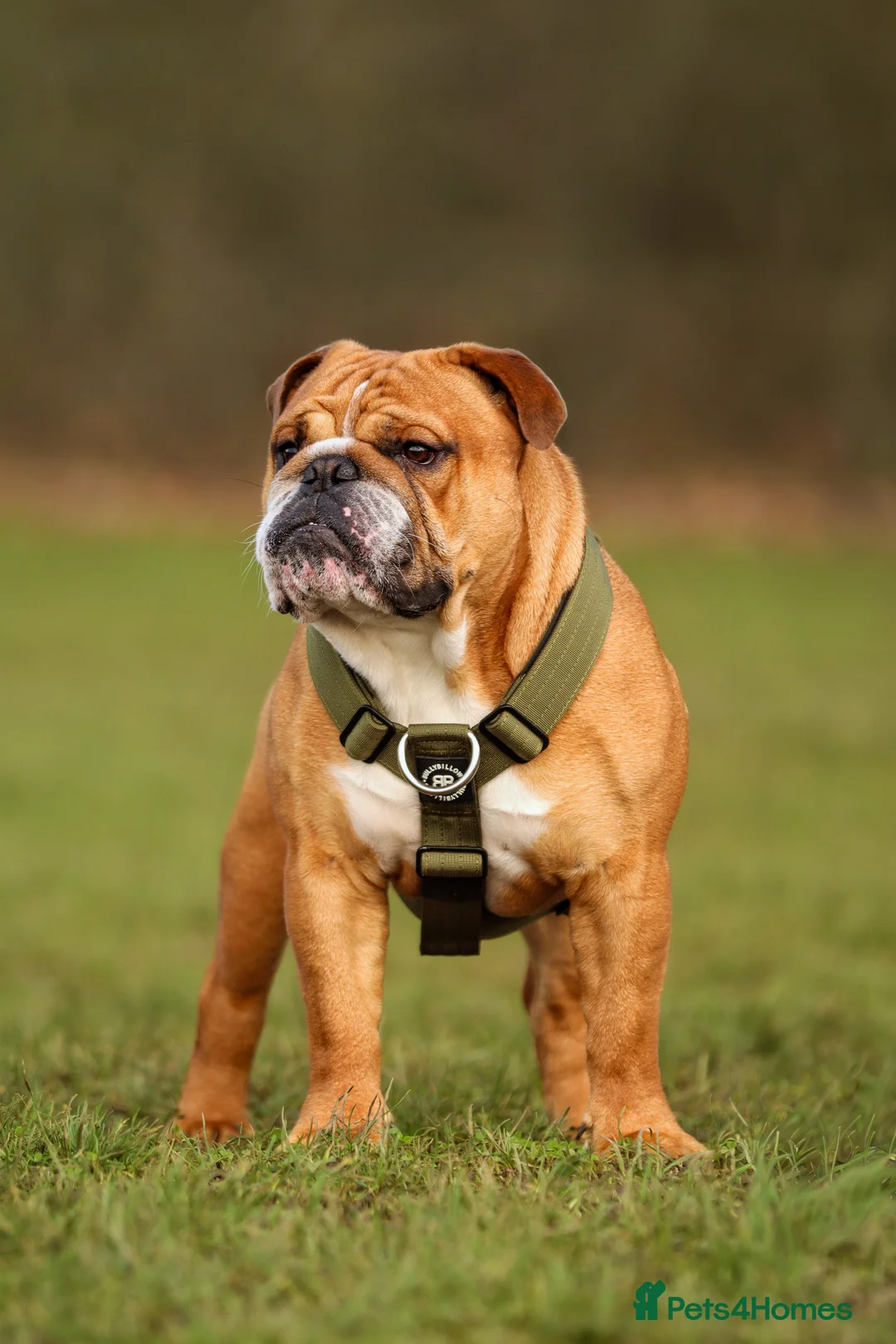 English Bulldog dogs for stud: KC health tested standard red male  - Advert 9