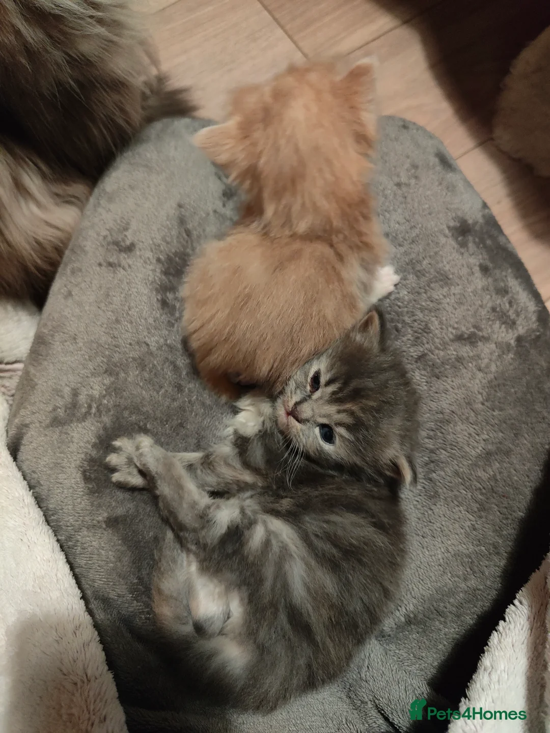 Persian cats for sale: Persian Mixed (F) & Kitten (F) - Advert 10