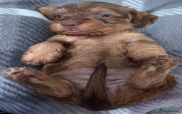 Miniature Dachshund dogs for sale: Stunning miniature wire haired dachshunds  - Image 20