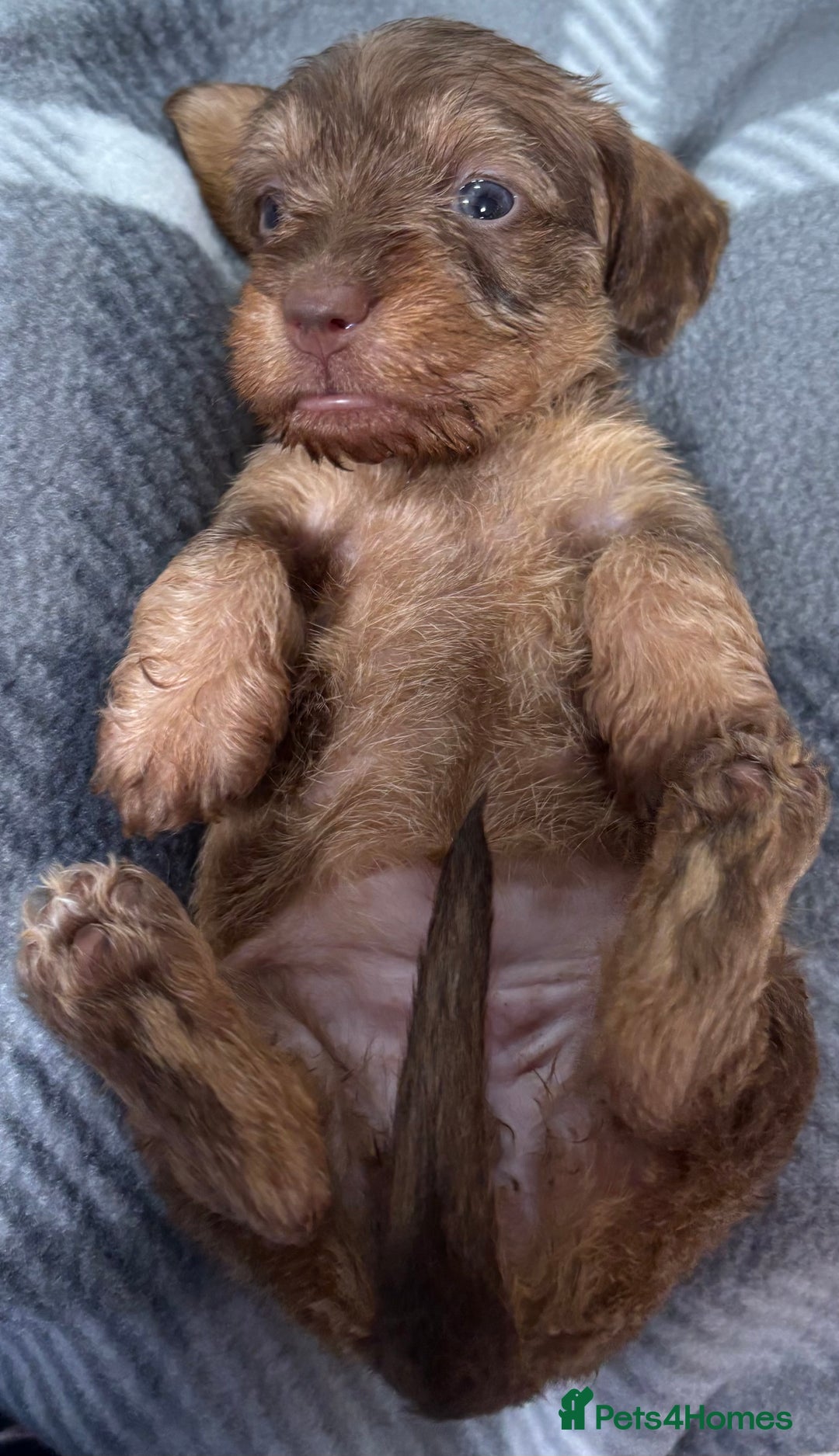 Miniature Dachshund dogs for sale: Stunning miniature wire haired dachshunds  - Image 20