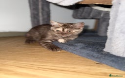British Shorthair cats for sale: BSH x SF show quality kittens (REDUCED) - Image 29