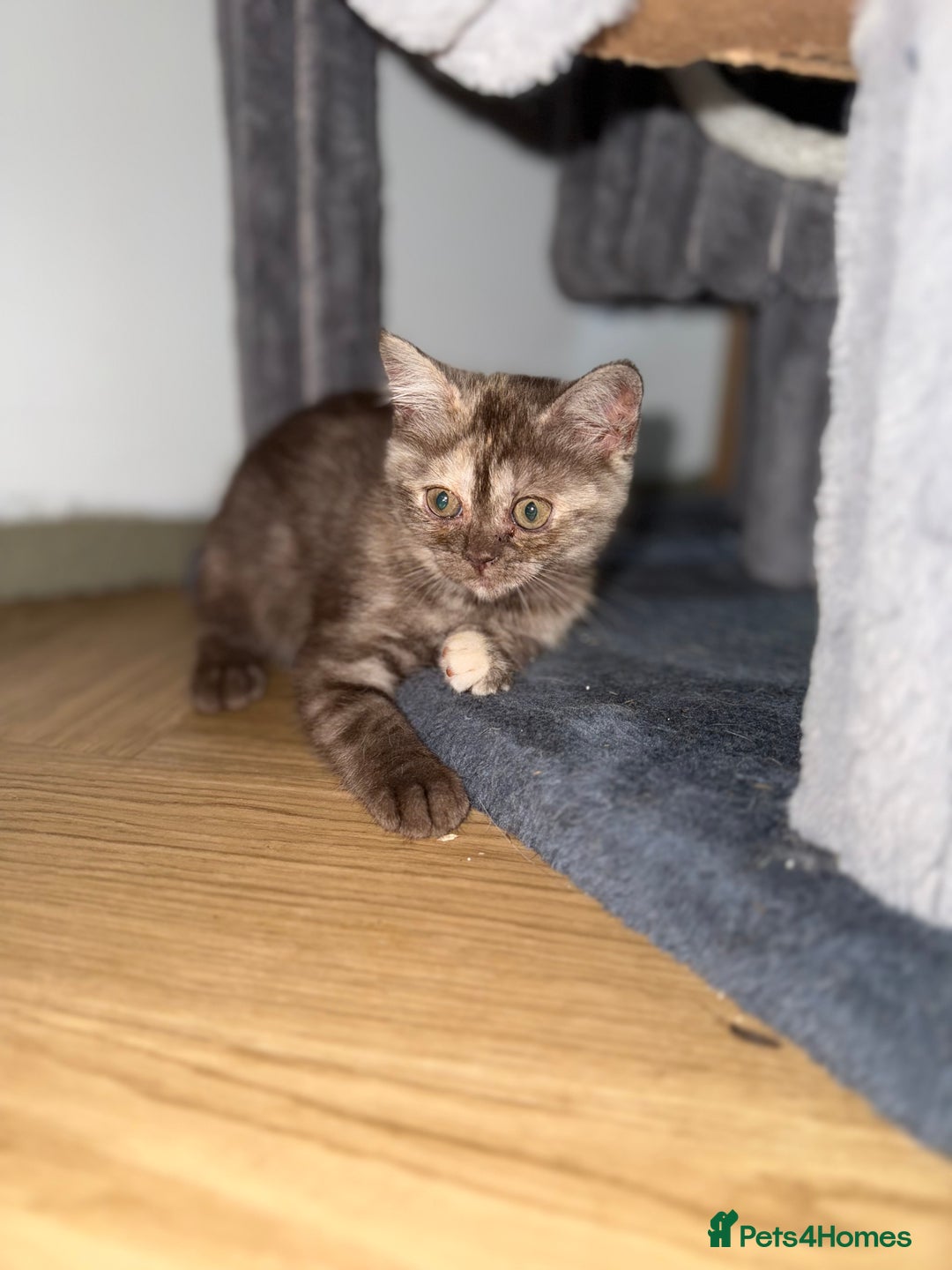 British Shorthair cats for sale: BSH x SF show quality kittens (REDUCED) - Image 29