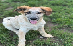 Mixed Breed dogs for adoption: IVY - a beautiful young girl, for a Loving Home - Image 4