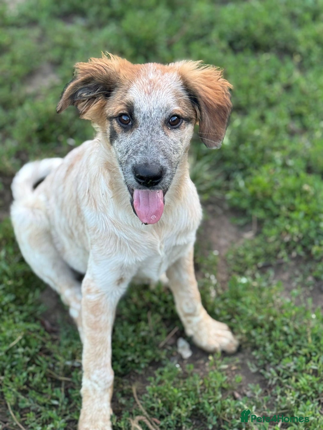 Mixed Breed dogs for adoption: IVY - a beautiful young girl, for a Loving Home - Image 4