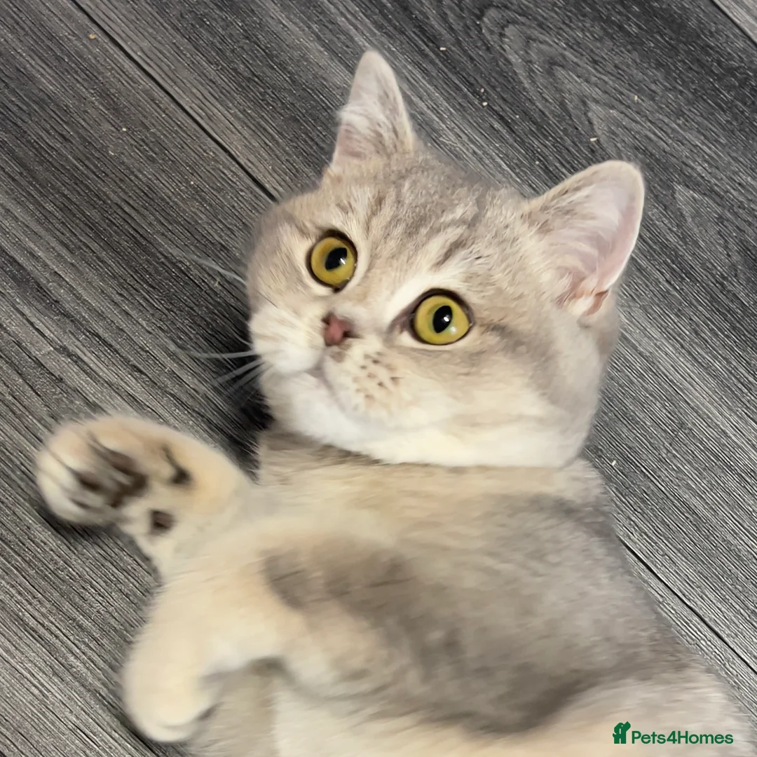 British Shorthair cats for sale: Only one TICA & GCCF British Shorthair Kitten  - Advert 12