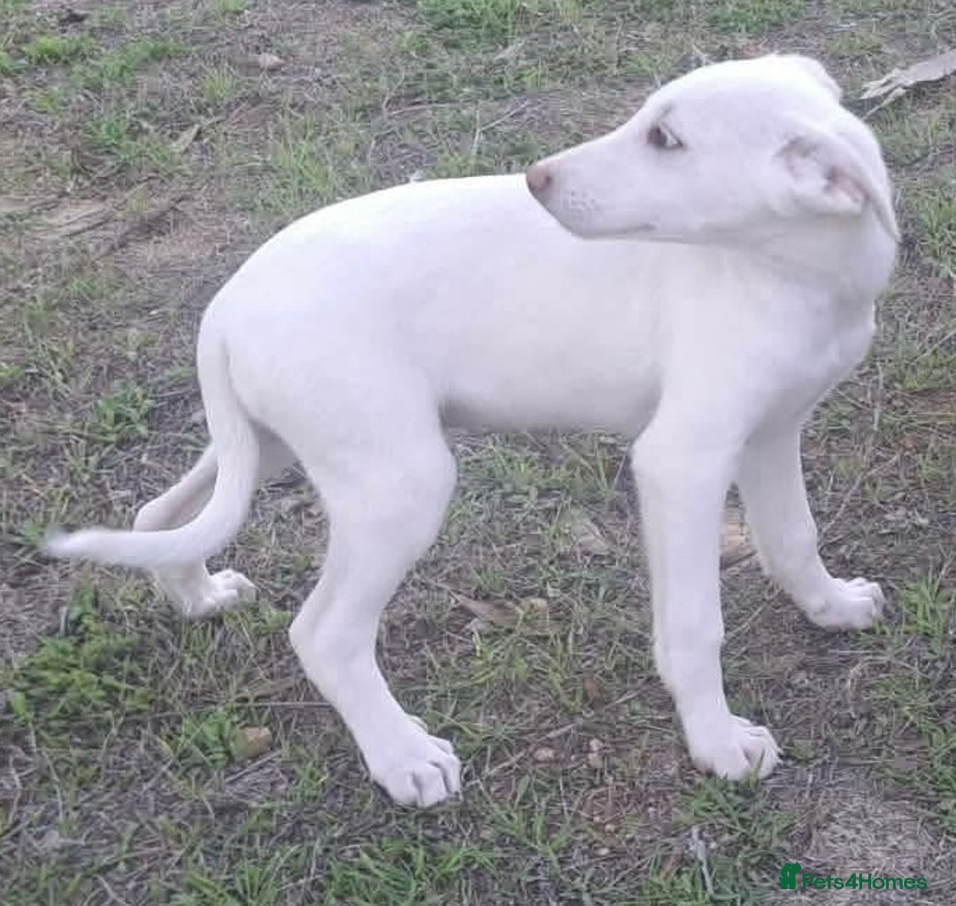 Mixed Breed dogs for adoption: Holly needs a loving home - Advert 13