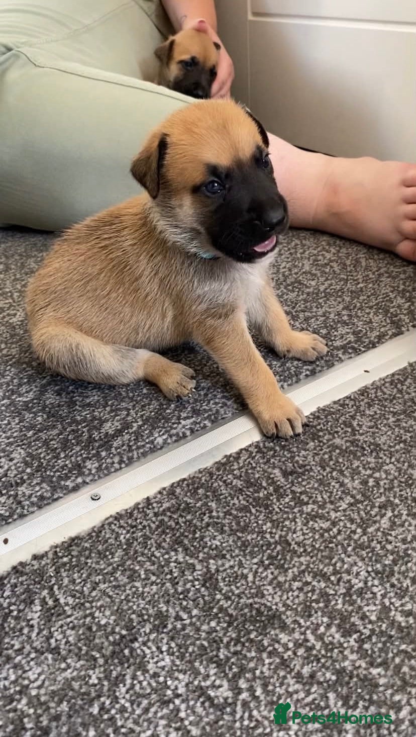 Mixed Breed dogs Staffy x Mali pups - Advert 1