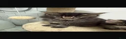 Maine Coon cats for sale: Maine coon Kittens - Advert 6