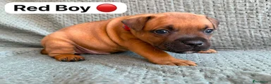 Red Boy