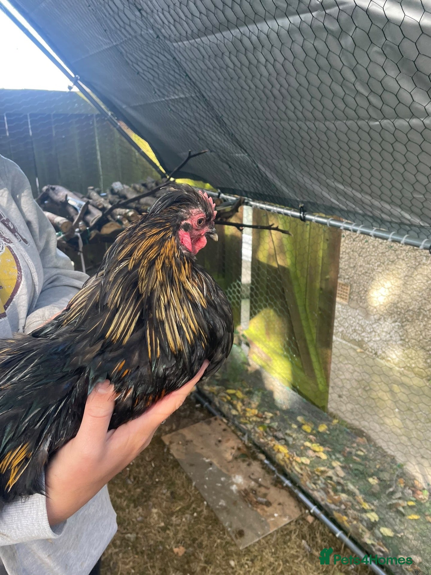 Chickens poultry Cockerel, cornelius  - Advert 1