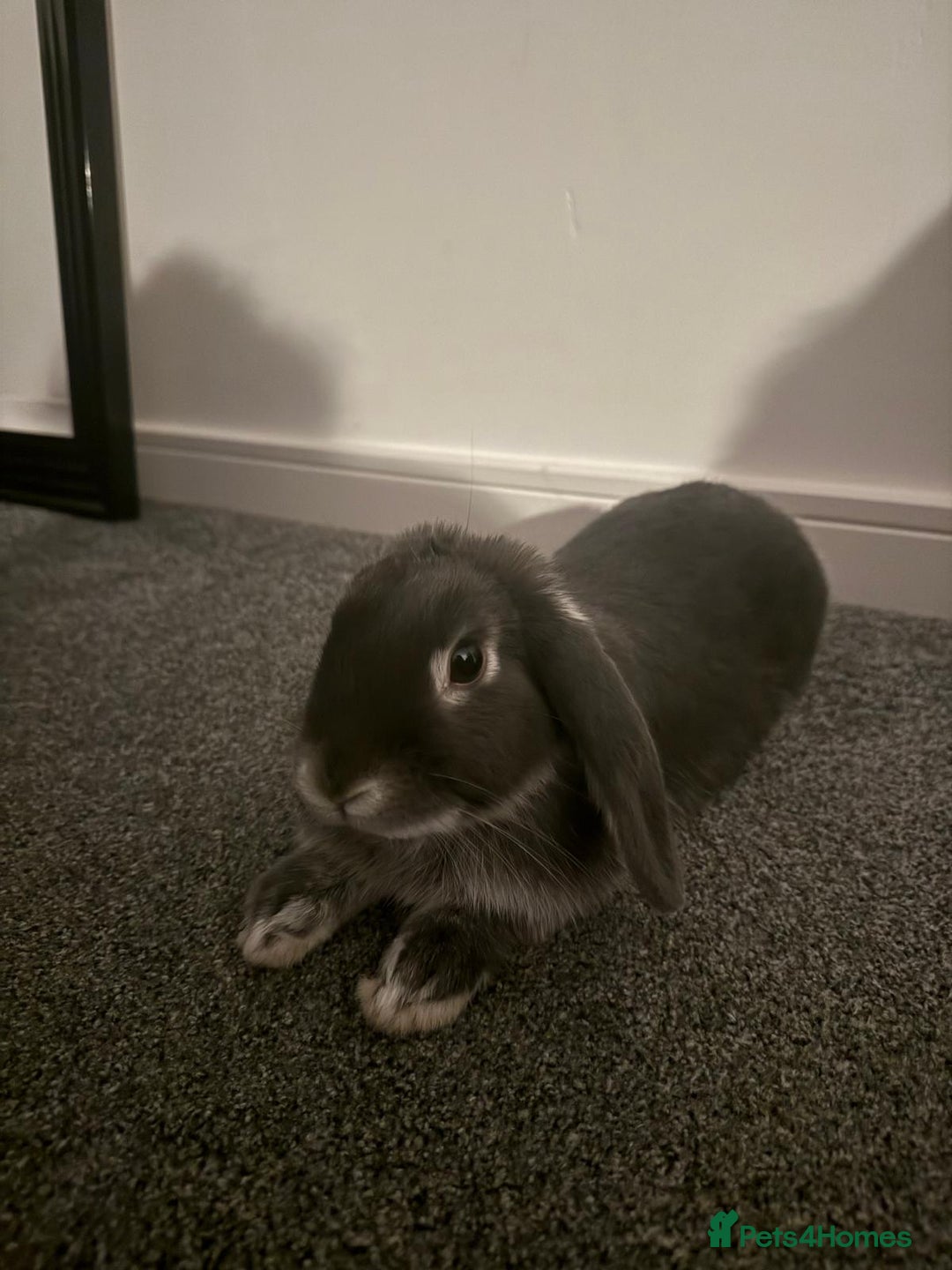 French Lop rabbits for sale: Bunny for sale 🐰  - Advert 2