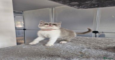 British Shorthair cats - Advert 5