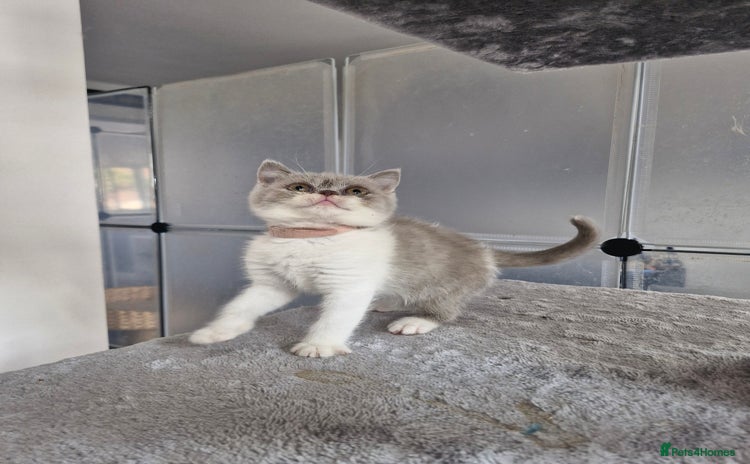 British Shorthair cats - Advert 1