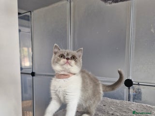 British Shorthair cats - Advert 14