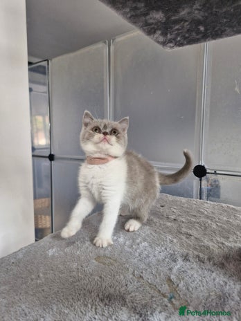 British Shorthair cats - Advert 6