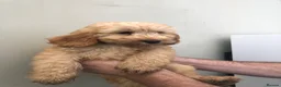 Cockapoo dogs for sale: Puppies are now sold  - Advert 15