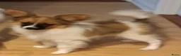Papillon dogs for sale: Handsome papillon boy - Advert 2