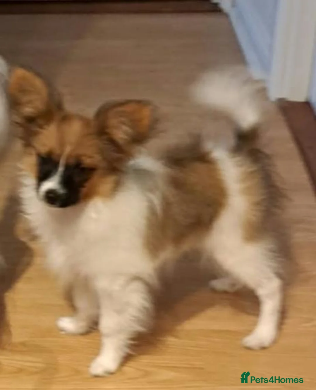 Papillon dogs for sale: Handsome papillon boy - Advert 2