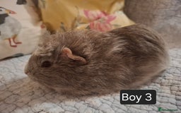 Guinea Pig rodents for sale: Lovely Male Baby Guinea-pigs Ready Now  - Image 4