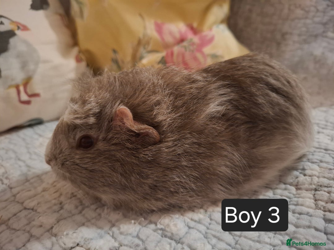 Guinea Pig rodents for sale: Lovely Male Baby Guinea-pigs Ready Now  - Image 4