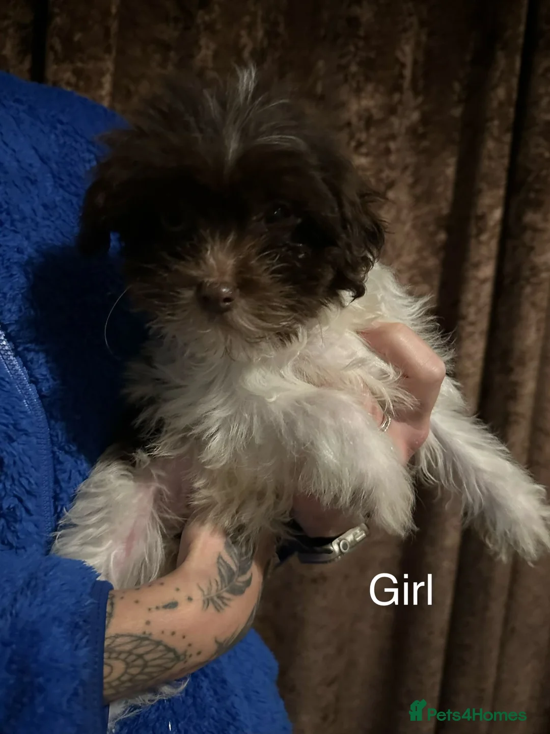 Chinese Crested dogs for sale: Chinese crested powder puff - Advert 7