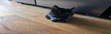 Mixed Breed Kitten 1