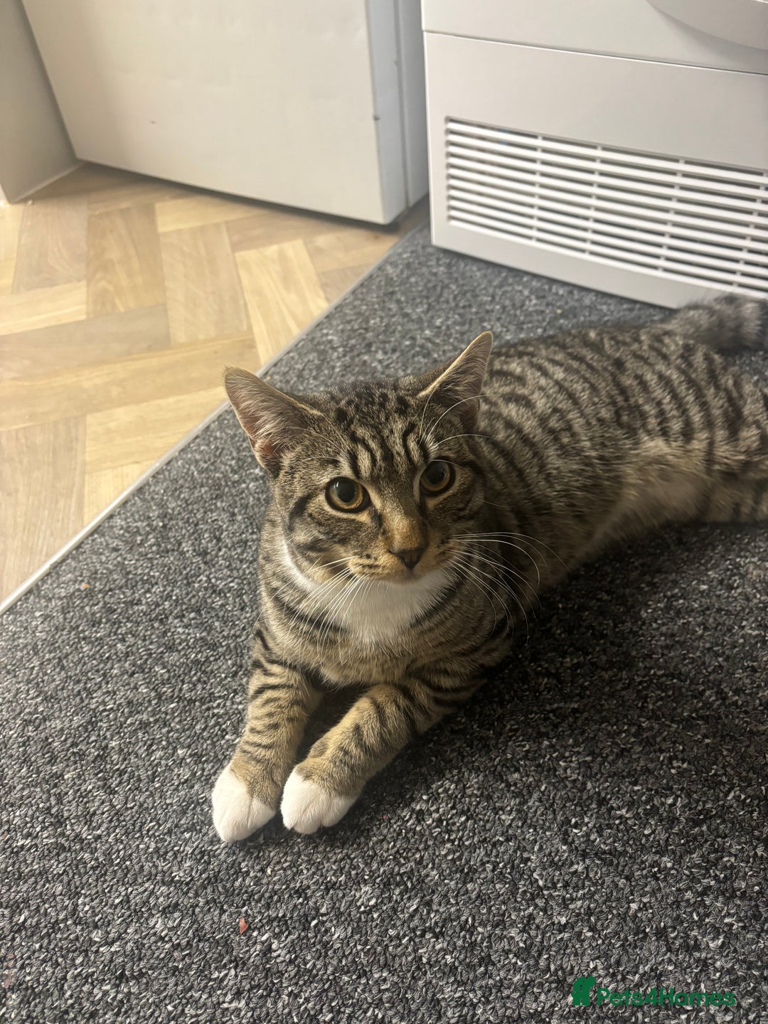 Mixed Breed cats for sale: 6 Month Kitten For Sale - Advert 1