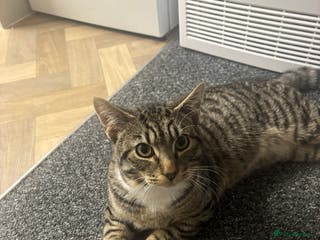 Mixed Breed cats 6 Month Kitten For Sale - Advert 1