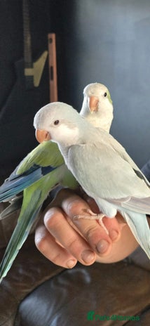 Parrots birds - Advert 2