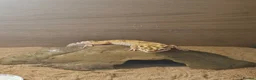 Leopard Gecko reptiles for sale: 2 Yr Female Albino Leopard Gecko  - Advert 4