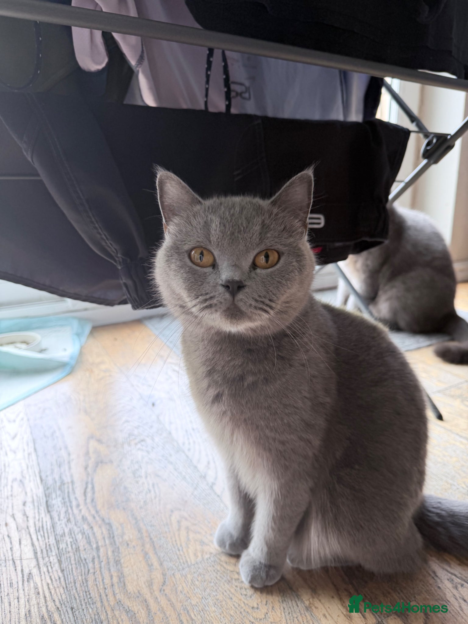 British Shorthair cats for sale: Exceptional British Shorthair kittens 🩷 - Advert 2