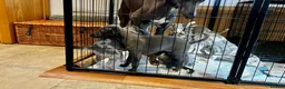 Whippet dogs for sale: Whippet puppies  - Advert 3