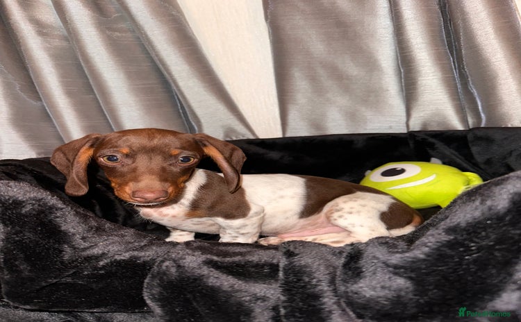 Dachshund dogs - Advert 17