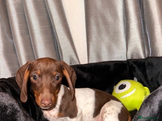 Dachshund dogs - Advert 28