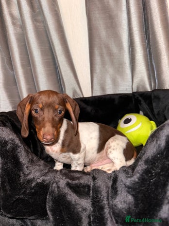 Dachshund dogs - Advert 17