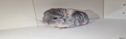 Chinchilla rodents for sale: Sapphire Velvet RPAC (Male) Chinchilla kit - Advert 5