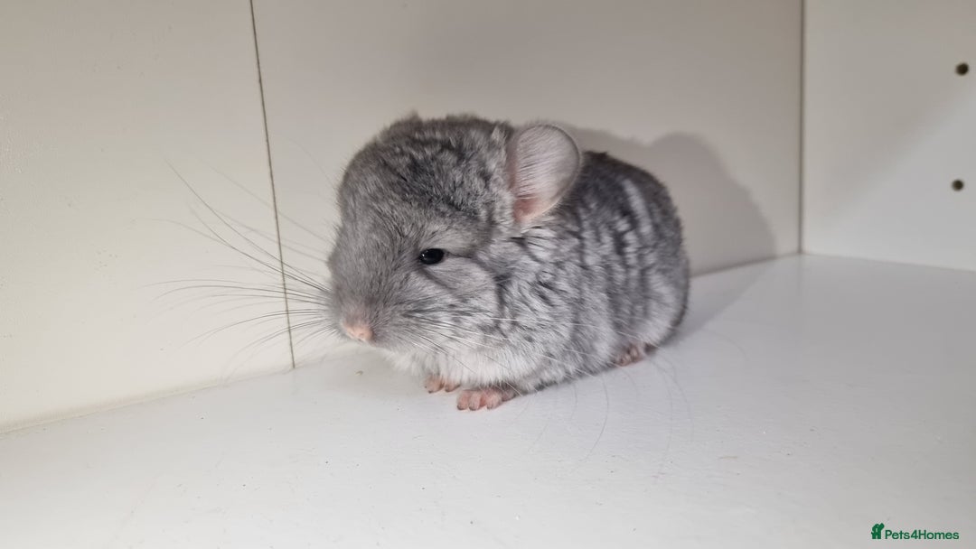 Chinchilla rodents for sale: Sapphire Velvet RPAC (Male) Chinchilla kit - Advert 5