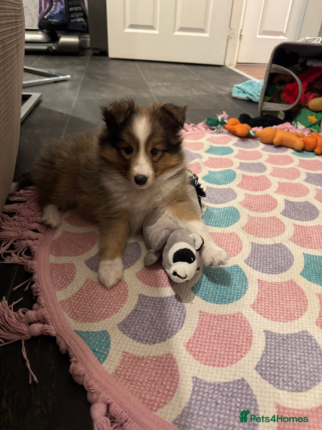 Shetland Sheepdog dogs for sale: Purebred Shetland Sheepdog Puppies - Image 16