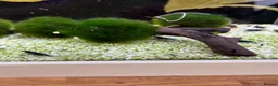 Shrimps fish for sale: Blue shrimps - Advert 2