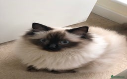 Ragdoll cats for sale: Two adorable ragdolls ready for new home  - Image 2