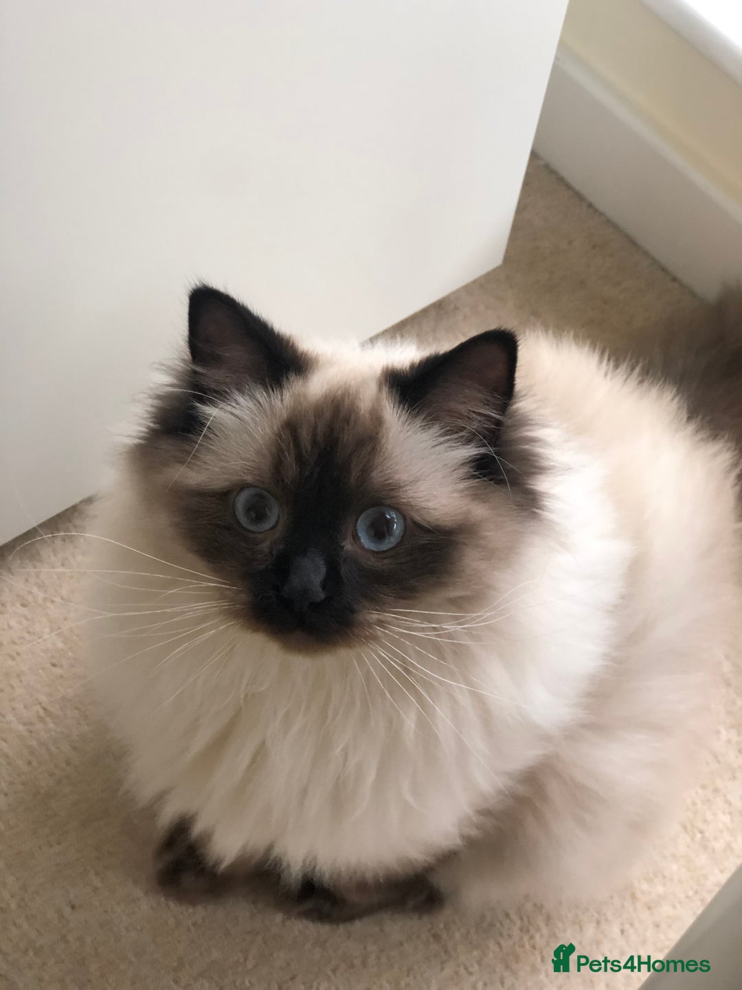 Ragdoll cats for sale: Two adorable ragdolls ready for new home  - Image 2