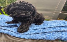 Toy Poodle dogs for sale: *READY NOW* Stunning KC TINY toy poodle puppies - Image 9
