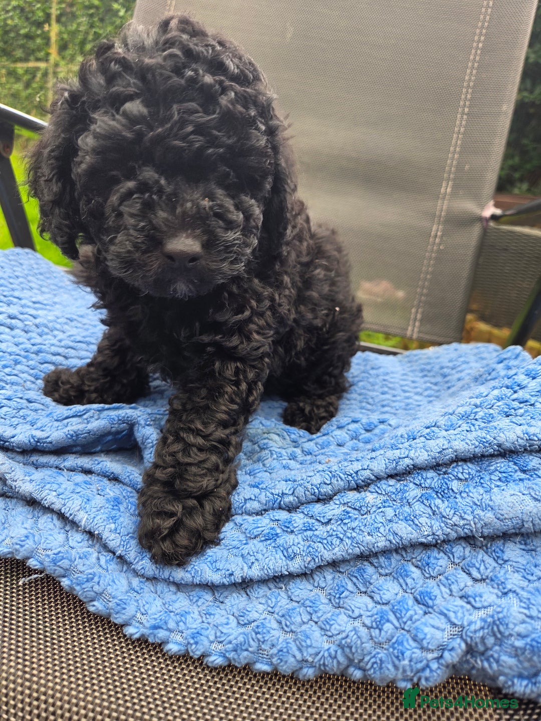 Toy Poodle dogs for sale: *READY NOW* Stunning KC TINY toy poodle puppies - Image 9