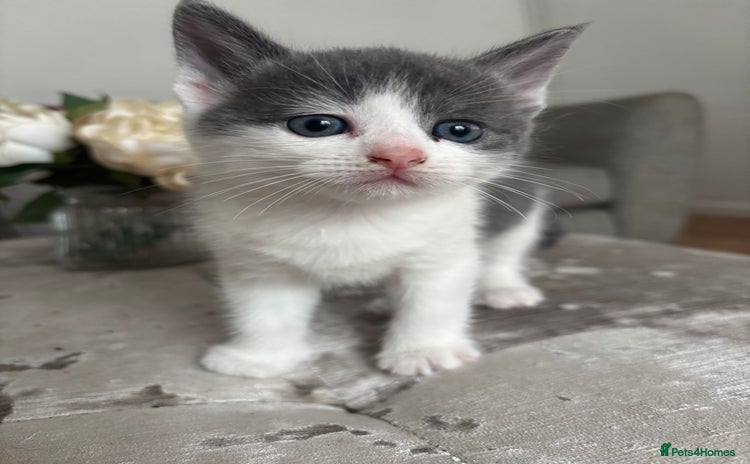 Mixed Breed cats - Advert 16