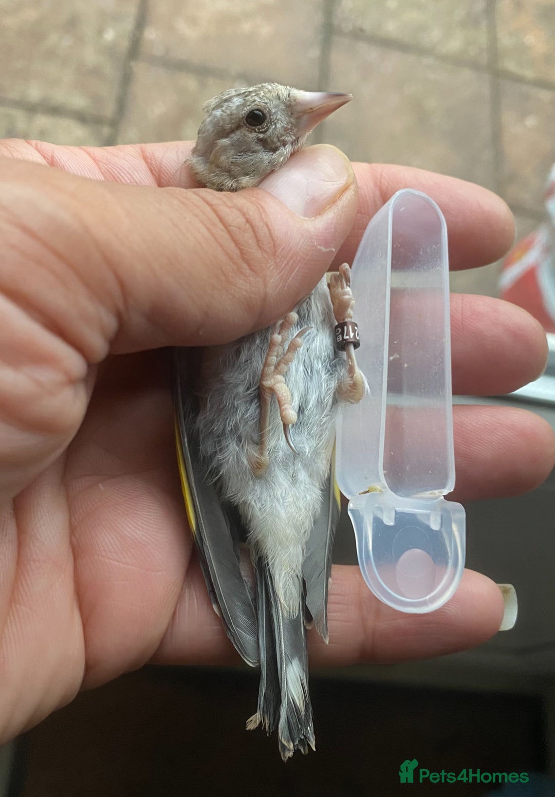Canaries birds for sale: 2025 young BBC RING Parva goldfinch male  - Image 6