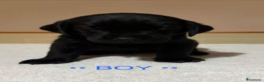 Dark Blue Pup 
