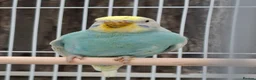 Mixed Breed birds for sale: Budgies for sale  - Advert 29
