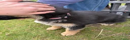 German Shepherd dogs for sale: Beautiful playful German shepherd pups in Rochford - Advert 15