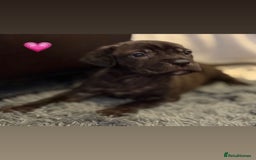 Cane Corso dogs for sale: Cane Corso puppies - Image 14