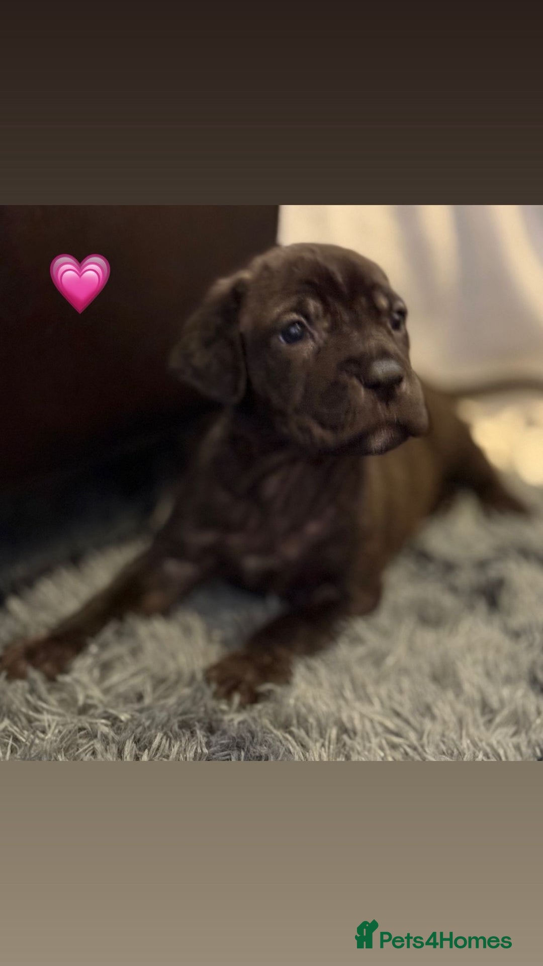 Cane Corso dogs for sale: Cane Corso puppies - Image 14